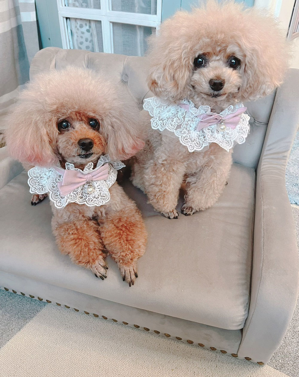 ペット専用椅子